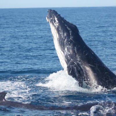 Humpback whales swimming and breaching in waters off Queensland's Sunshine Coast. Image, UQ